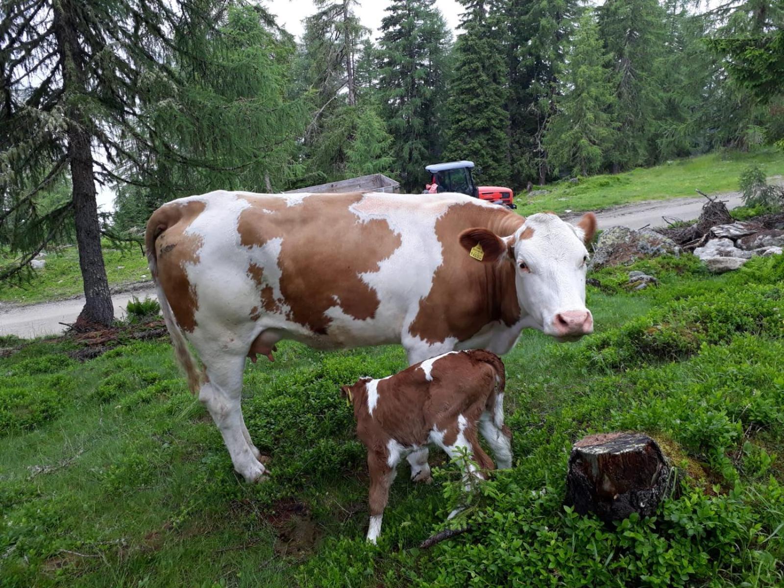Farm stay Straganzhof